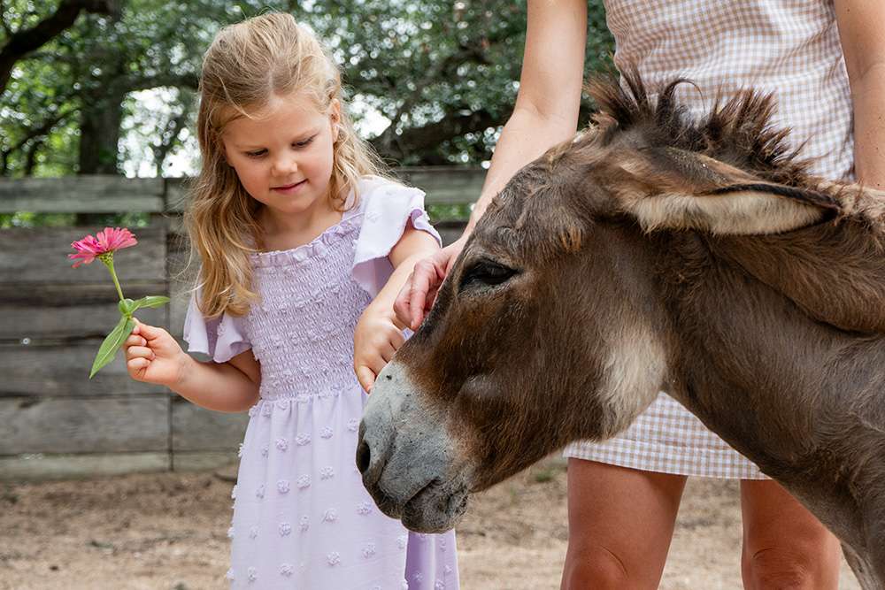 Young girl gently interacting with an old donkey at a farm, family portrait session